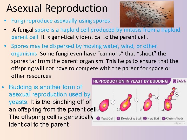 Asexual Reproduction • Fungi reproduce asexually using spores. • A fungal spore is a