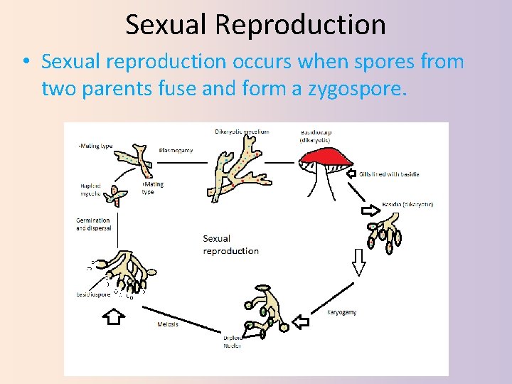 Sexual Reproduction • Sexual reproduction occurs when spores from two parents fuse and form