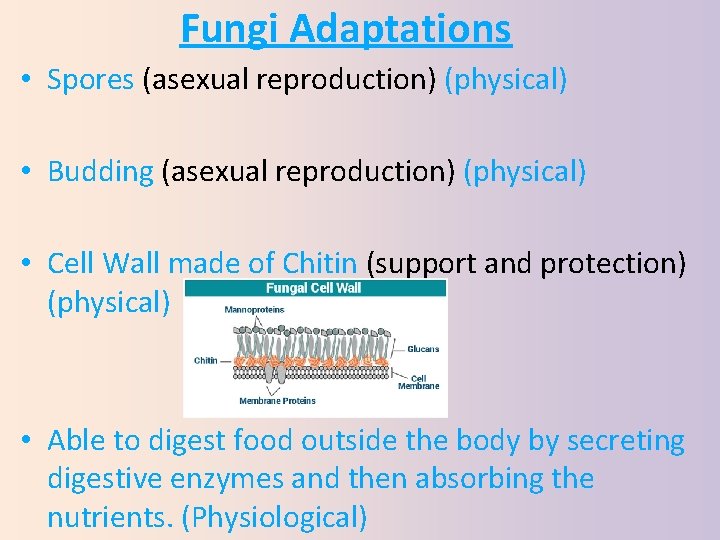 Fungi Adaptations • Spores (asexual reproduction) (physical) • Budding (asexual reproduction) (physical) • Cell
