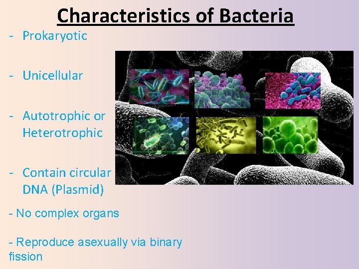 Characteristics of Bacteria ‐ Prokaryotic ‐ Unicellular ‐ Autotrophic or Heterotrophic ‐ Contain circular