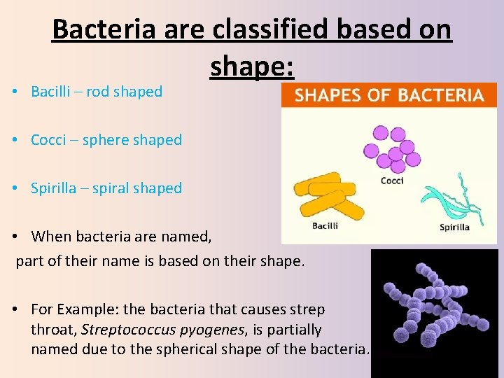 Bacteria are classified based on shape: • Bacilli – rod shaped • Cocci –