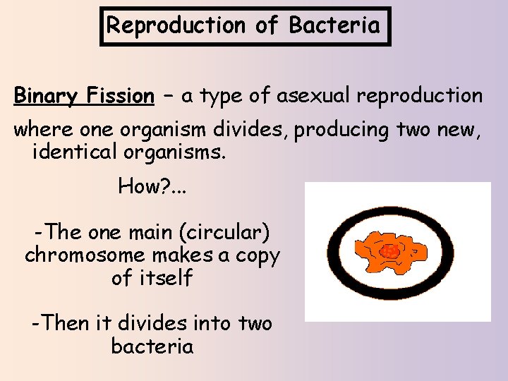 Reproduction of Bacteria Binary Fission – a type of asexual reproduction where one organism