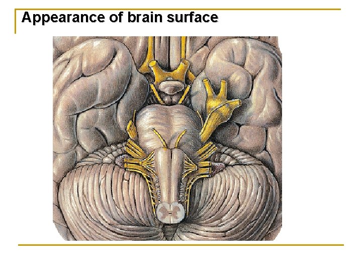 Appearance of brain surface 