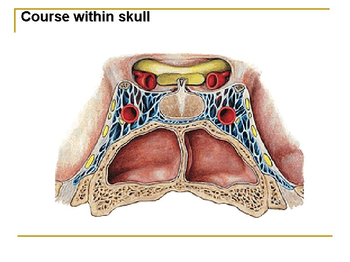 Course within skull 