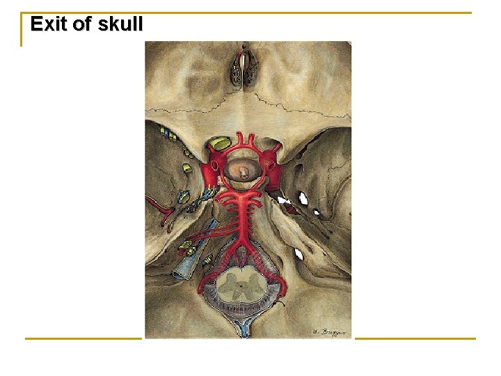 Exit of skull 