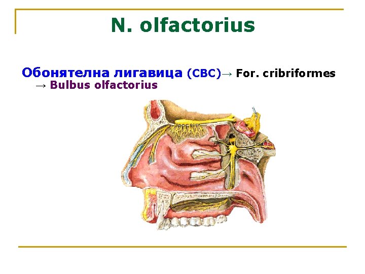 N. olfactorius Обонятелна лигавица (СВС)→ For. cribriformes → Bulbus olfactorius 