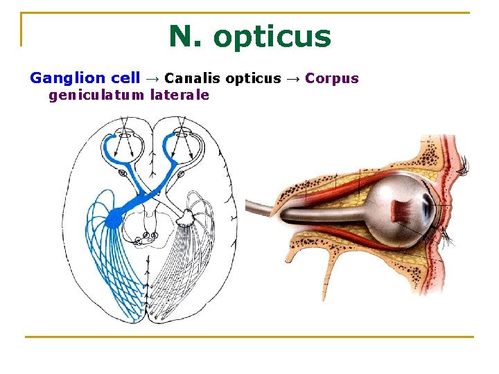 N. opticus Ganglion cell → Canalis opticus → Corpus geniculatum laterale 