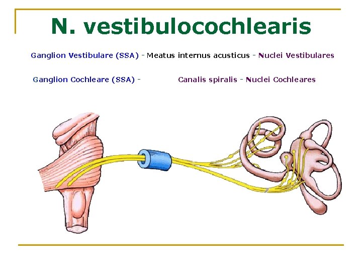 N. vestibulocochlearis Ganglion Vestibulare (SSA) - Meatus internus acusticus - Nuclei Vestibulares Ganglion Cochlearе