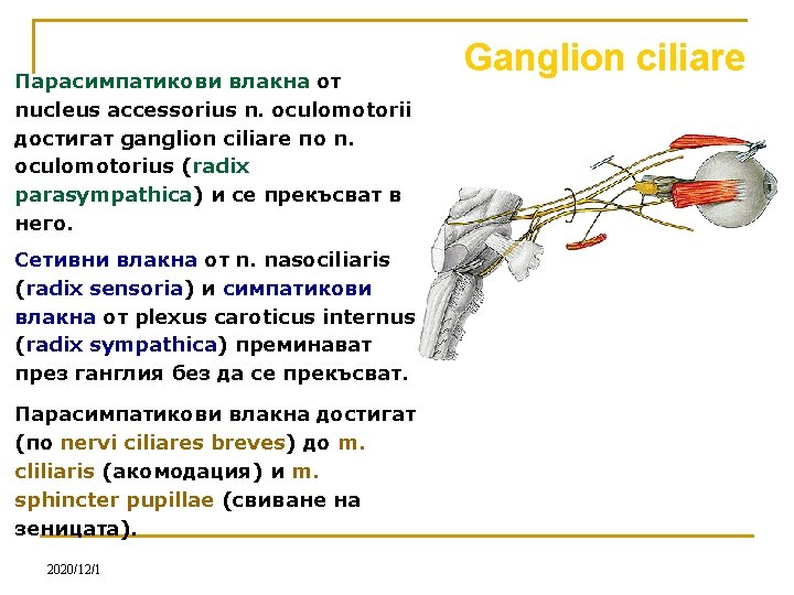 Парасимпатикови влакна от nucleus accessorius n. oculomotorii достигат ganglion ciliare по n. oculomotorius (radix