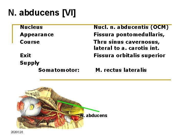 N. abducens [VI] Nucleus Appearance Course Exit Supply Somatomotor: Nucl. n. abducentis (ОСМ) Fissura