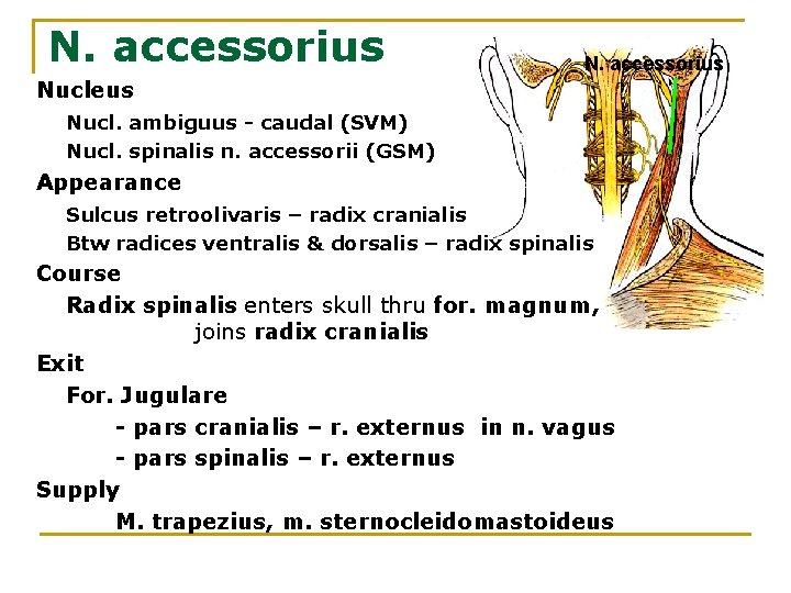 N. accessorius Nucleus Nucl. ambiguus - caudal (SVM) Nucl. spinalis n. accessorii (GSM) Appearance