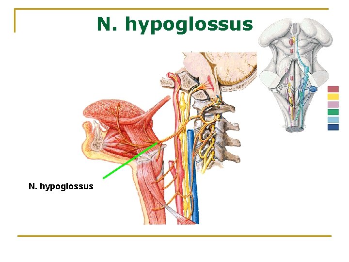 N. hypoglossus 