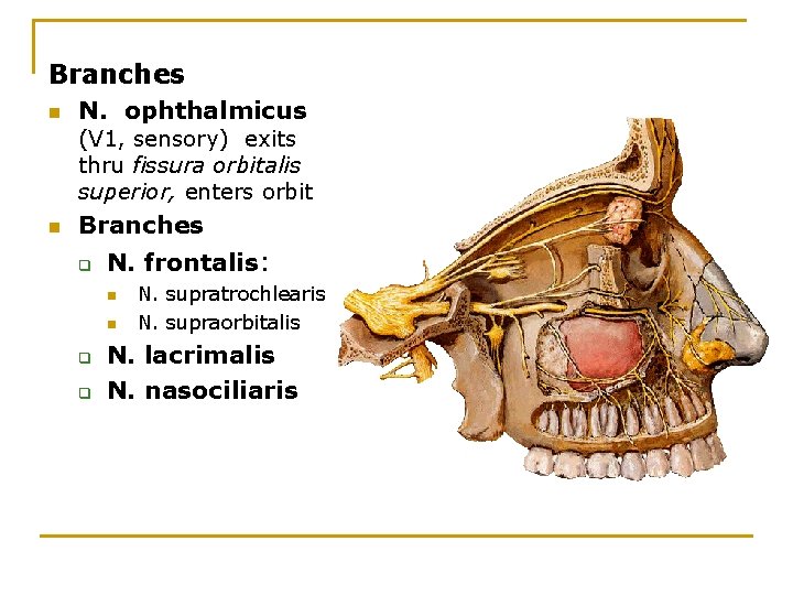 Branches n N. ophthalmicus (V 1, sensory) exits thru fissura orbitalis superior, enters orbit