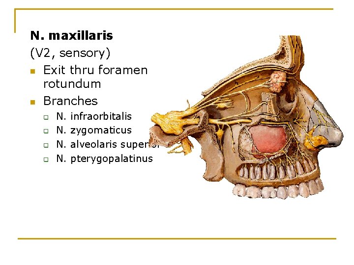 N. maxillaris (V 2, sensory) n Exit thru foramen rotundum n Branches q q