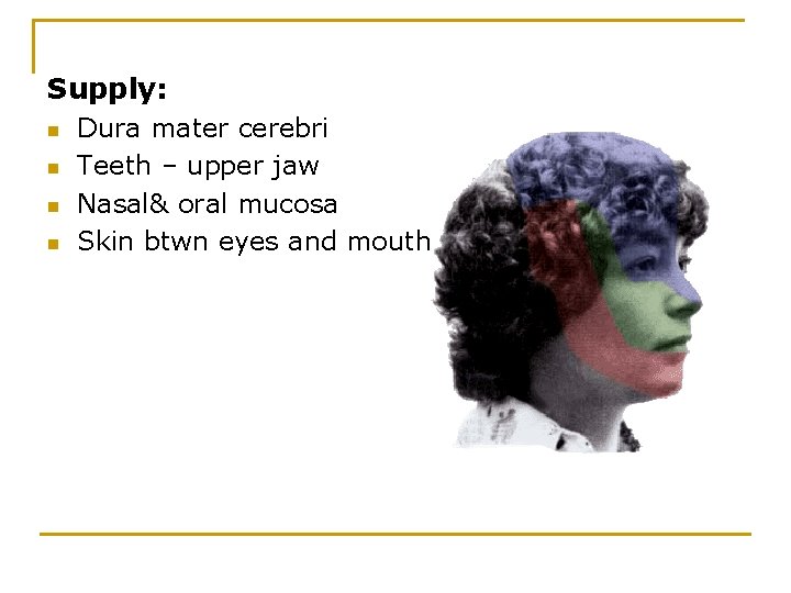 Supply: n n Dura mater cerebri Teeth – upper jaw Nasal& oral mucosa Skin