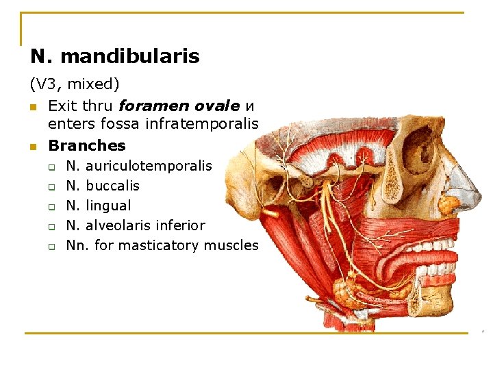 N. mandibularis (V 3, mixed) n Exit thru foramen ovale и enters fossa infratemporalis