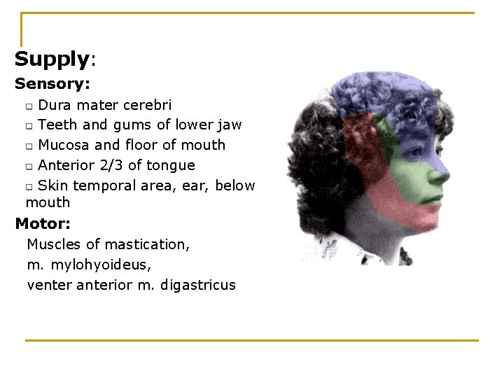 Supply: Sensory: Dura mater cerebri q Teeth and gums of lower jaw q Mucosa