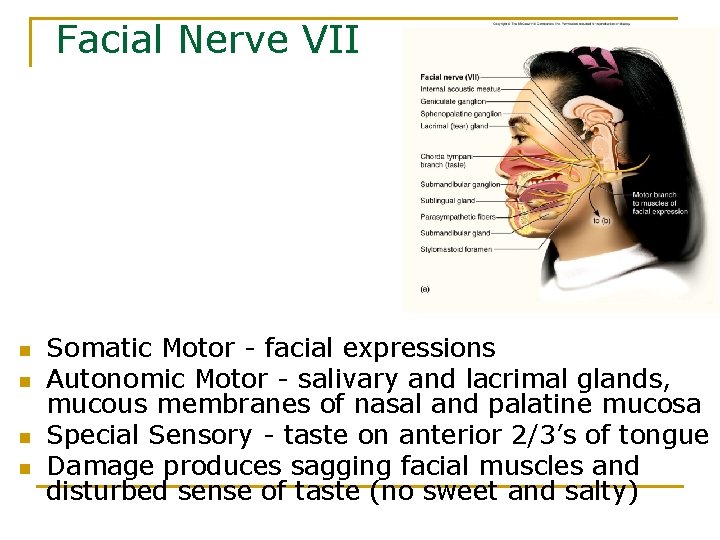 Facial Nerve VII n n Somatic Motor - facial expressions Autonomic Motor - salivary