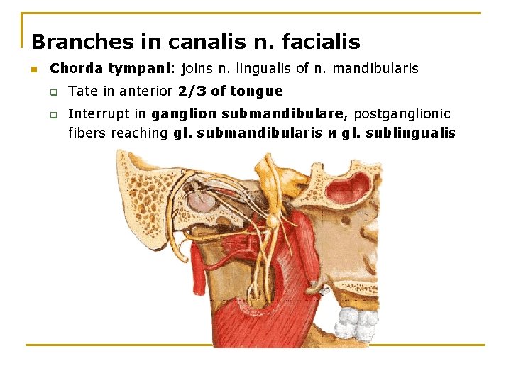 Branches in canalis n. facialis n Chorda tympani: joins n. lingualis of n. mandibularis