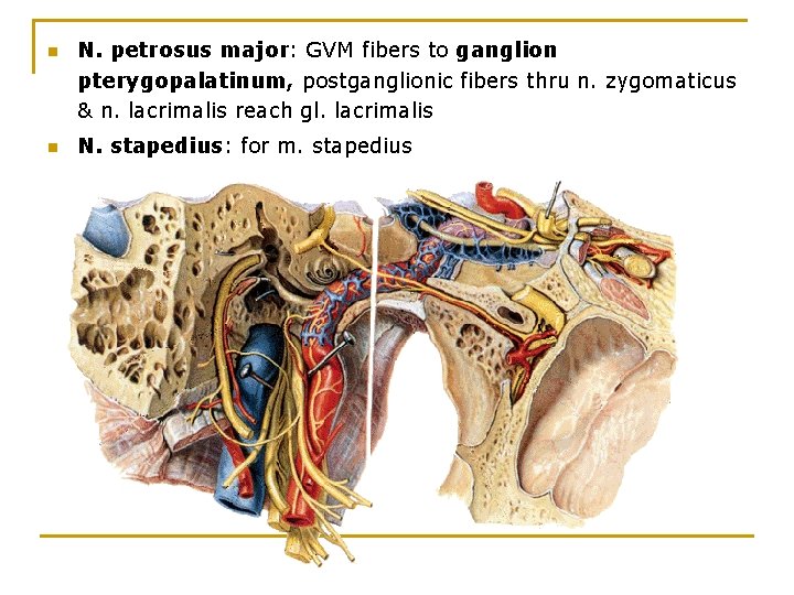n n N. petrosus major: GVM fibers to ganglion pterygopalatinum, postganglionic fibers thru n.