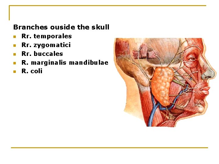 Branches ouside the skull n n n Rr. temporales Rr. zygomatici Rr. buccales R.