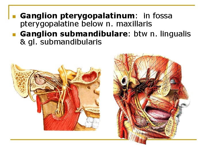 n n Ganglion pterygopalatinum: in fossa pterygopalatine below n. maxillaris Ganglion submandibulare: btw n.