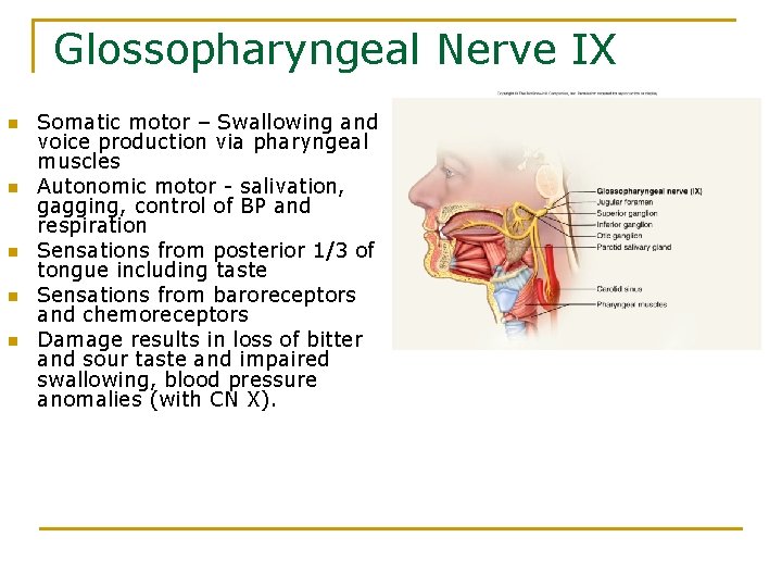 Glossopharyngeal Nerve IX n n n Somatic motor – Swallowing and voice production via