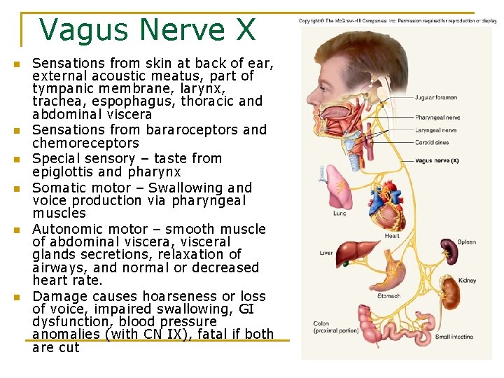 Vagus Nerve X n n n Sensations from skin at back of ear, external