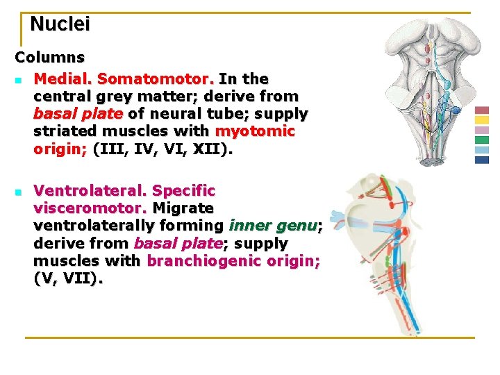 Nuclei Columns n Medial. Somatomotor. In the central grey matter; derive from basal plate