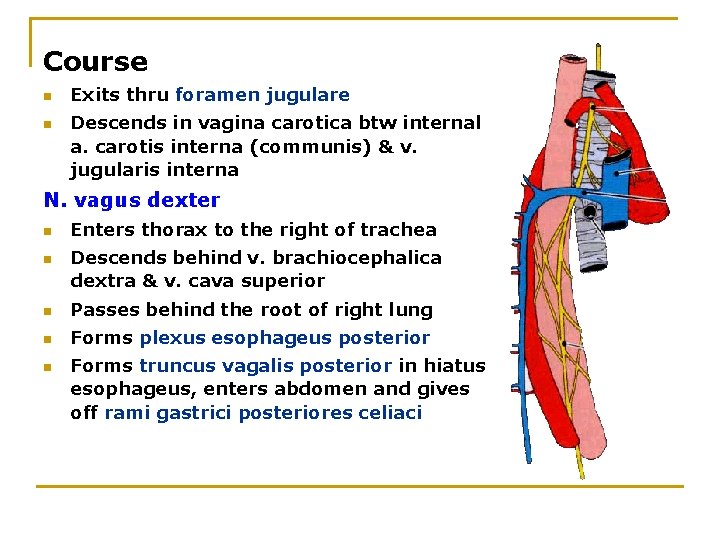 Course n n Exits thru foramen jugulare Descends in vagina carotica btw internal a.