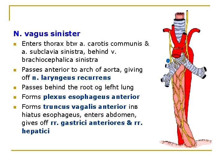 N. vagus sinister n n Enters thorax btw a. carotis communis & a. subclavia