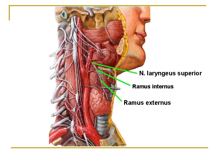 N. laryngeus superior Ramus internus Ramus externus 