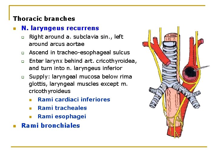 Thoracic branches n N. laryngeus recurrens q q n Right around а. subclavia sin.