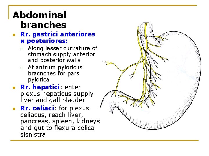 Abdominal branches n Rr. gastrici anteriores и posteriores: q q n n Along lesser