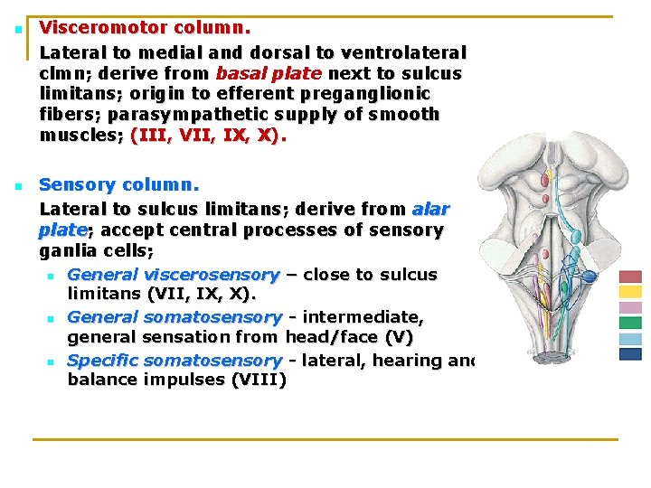 n n Visceromotor column. Lateral to medial and dorsal to ventrolateral clmn; derive from