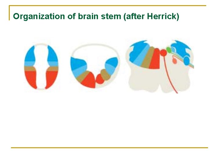 Organization of brain stem (after Herrick) 