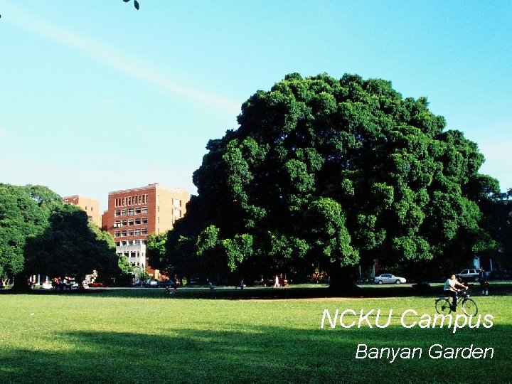 NCKU Campus Banyan Garden National Cheng Kung University (NCKU) 國立成功大學 