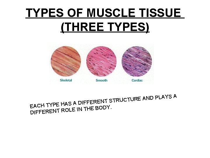 TYPES OF MUSCLE TISSUE (THREE TYPES) LAYS A P D N A E R