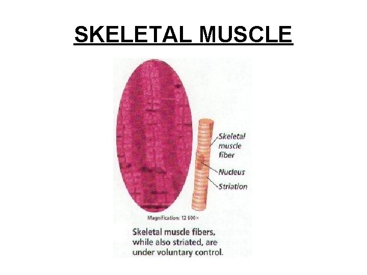 SKELETAL MUSCLE 