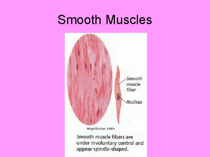 Smooth Muscles 