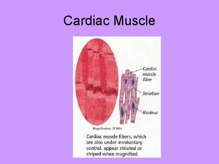 Cardiac Muscle 
