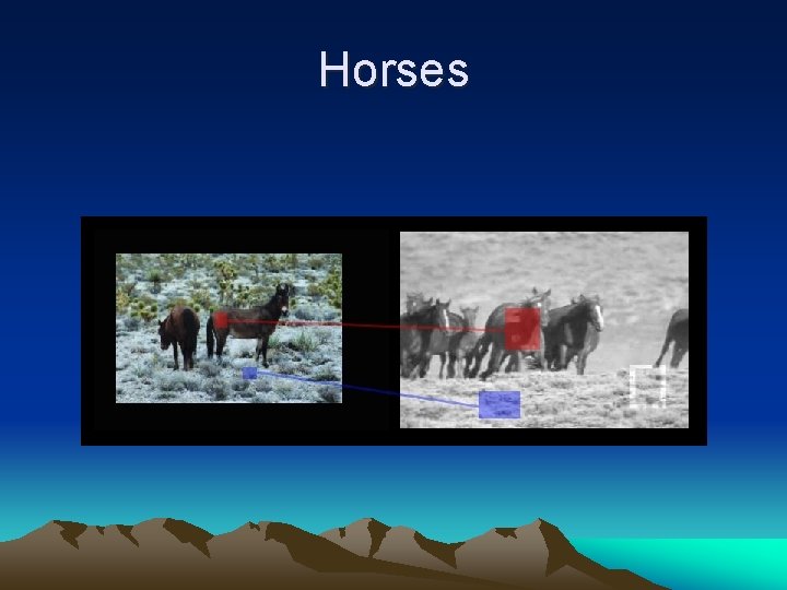 Horses Horses