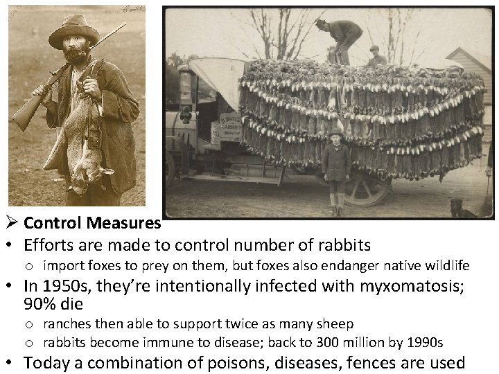 Ø Control Measures • Efforts are made to control number of rabbits o import