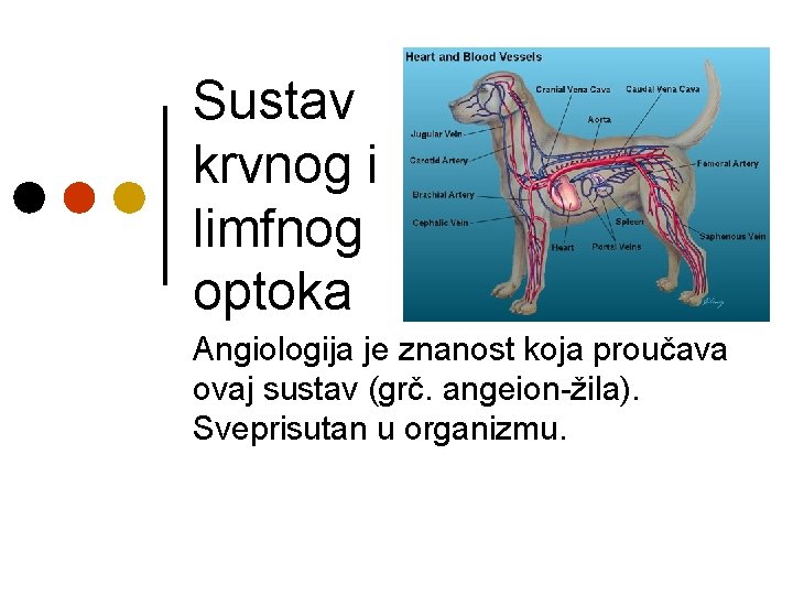 Sustav krvnog i limfnog optoka Angiologija je znanost koja proučava ovaj sustav (grč. angeion-žila).