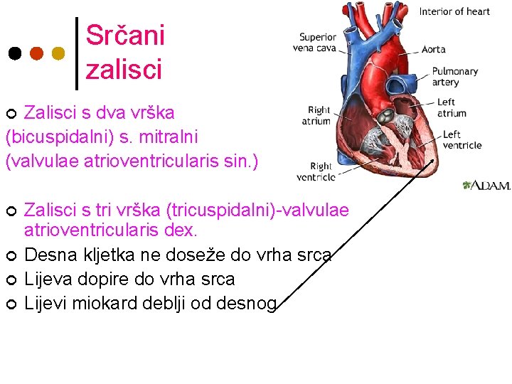 Srčani zalisci Zalisci s dva vrška (bicuspidalni) s. mitralni (valvulae atrioventricularis sin. ) ¢