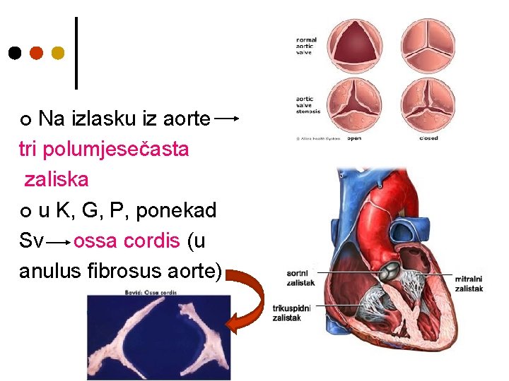 Na izlasku iz aorte tri polumjesečasta zaliska ¢ u K, G, P, ponekad Sv