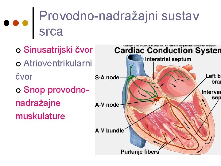 Provodno-nadražajni sustav srca Sinusatrijski čvor ¢ Atrioventrikularni čvor ¢ Snop provodnonadražajne muskulature ¢ 