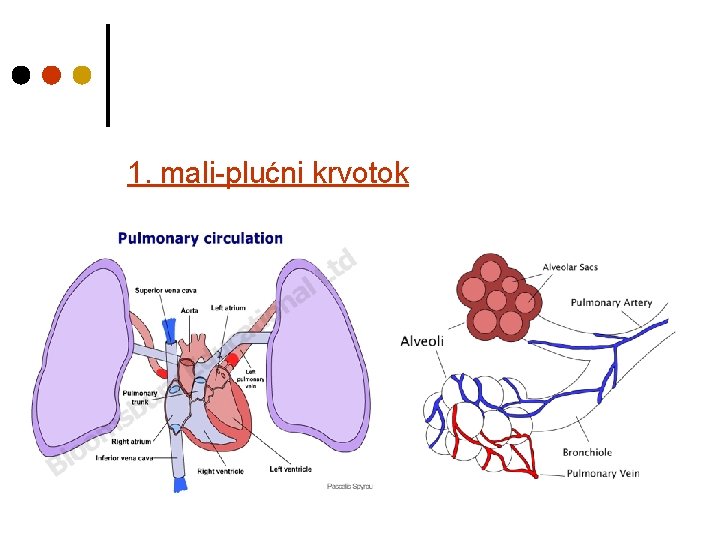 1. mali-plućni krvotok 1. mali-plućni krvotok