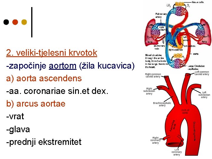 2. veliki-tjelesni krvotok -započinje aortom (žila kucavica) a) aorta ascendens -aa. coronariae sin. et