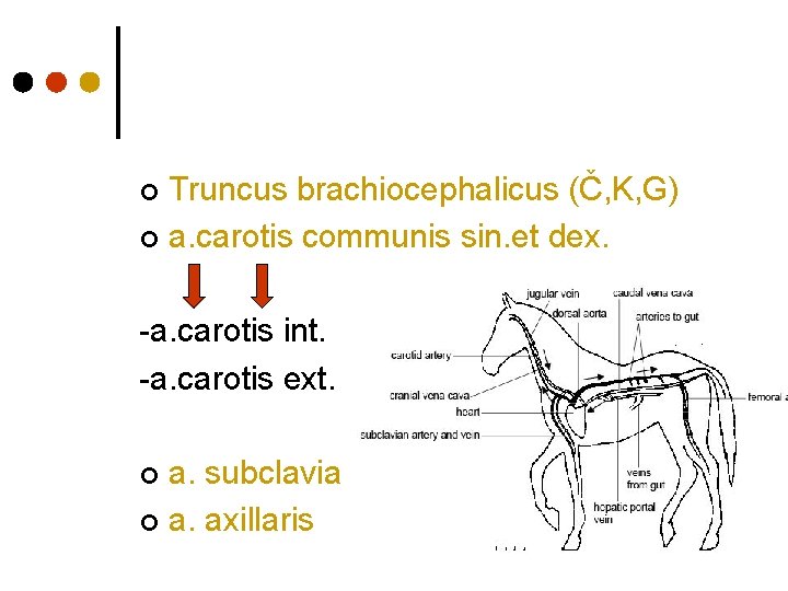 Truncus brachiocephalicus (Č, K, G) ¢ a. carotis communis sin. et dex. ¢ -a.